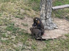 -大连森林动物园