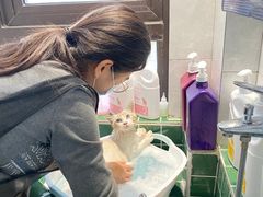 -山宅一喵德文卷毛猫舍