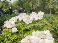 -莲花池公园