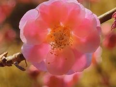 -白塘生态植物园