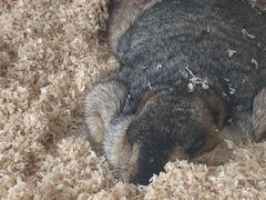 -怪兽屋·羊驼·猫咖·狗咖(俊华广场店)