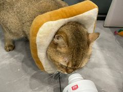 -瑞派康怡24h宠物医院·犬猫医疗中心·微创绝育(瑞景分院)