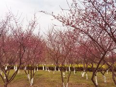 -白塘生态植物园