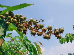 -广州白江湖森林公园