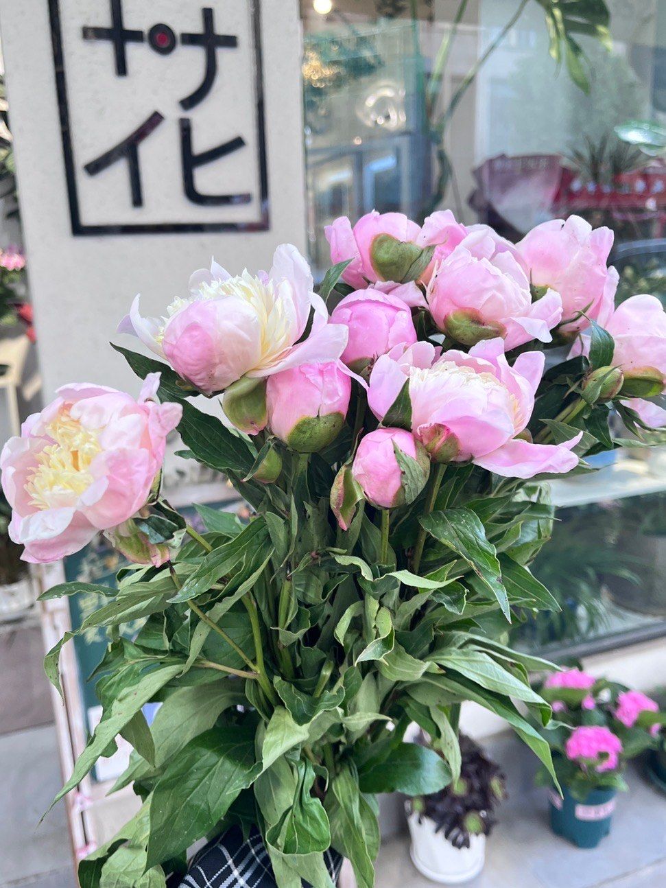 被称为"花神"的芍药,太美了