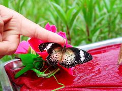 -西双版纳原始森林公园