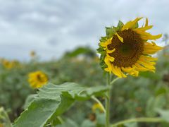 -紫颐香薰山谷景区