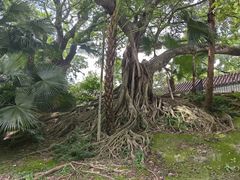 -九龙公园