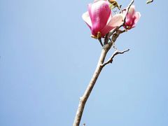 -天适樱花悠乐园