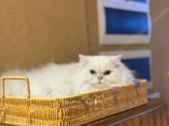 -天井·丑面包搭咖啡