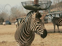 -大连森林动物园