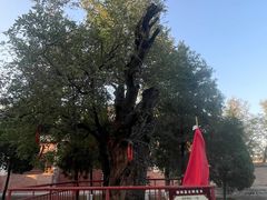 -白台寺