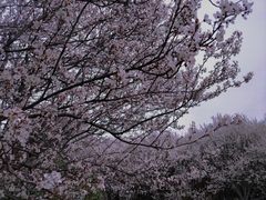 -洛阳市隋唐城遗址植物园
