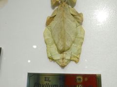 -上海昆虫博物馆