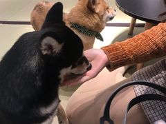 -逗柴咖啡屋·狗咖猫咖宠物桌游