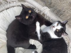 -喵屿·大理花园猫咖