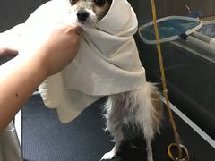 -Oh My Dog宠物沙龙(伊珊娜皮毛护理店)