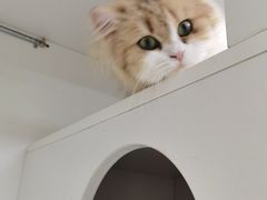 -十月米努特矮脚猫舍