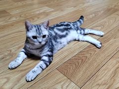-lincat·猫舍(广州店)