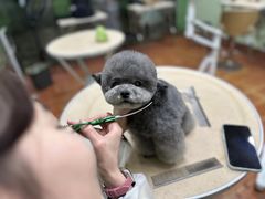 -鑫艺宠物美容培训学校