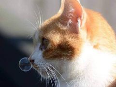 -徐妹串串香(春熙路店)