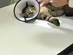 -瑞派福兴宠物医院犬猫全科·骨科·中西医结合(河东店)