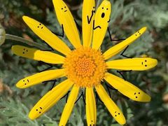 -万达影城(锦华万达广场IMAX店)