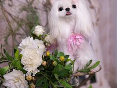 -萌宠之家·腊肠犬·马尔泰·小体犬舍