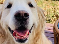 -瑞派福兴宠物医院犬猫全科·骨科·中西医结合(河东店)