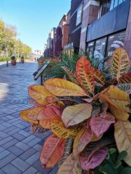 -Early Rider 儿童自行车(蓝色港湾店)