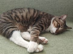 -御宝贝·A梦猫科宠物医院(国际猫友好医院)