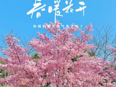-顾村公园