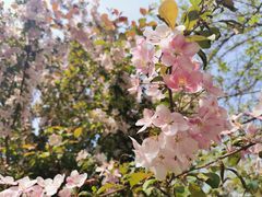 -长白岛森林公园