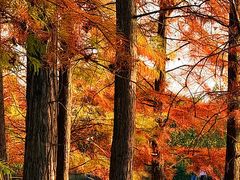 -白鹭湾湿地公园