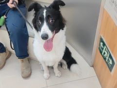 -爱侣宠医·鹦鹉专科·小型哺乳类·异宠专科(灵石路店)