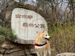 -白水寺森林公园