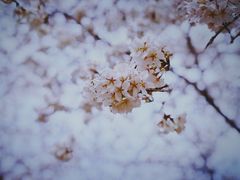 -西北湖绿化广场