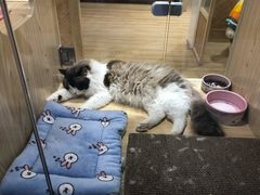 -屋虎猫馆(宝安大仟里店)