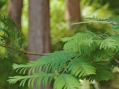 -大连植物园