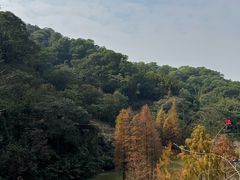 -广州市帽峰山景区