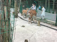 -武陵山森林公园