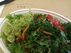 -油梨树 AVOCADO TREE(亮马桥店)