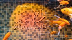 -Zoolung Zoolung动物主题公园(海信广场店)