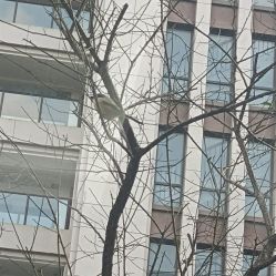 -大麦微针植发丨全国连锁