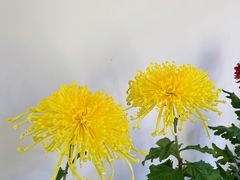 -杭州植物园