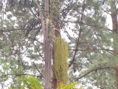 -海南热带雨林国家公园吊罗山景区