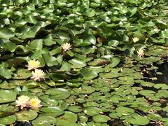 -洛阳市隋唐城遗址植物园
