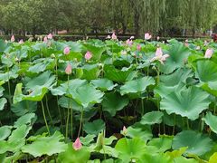 -石湖景区