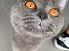 -我爱猫咪·猫咖·狗咖·安哥拉兔·羊驼咖(小寨华旗店)