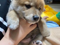 -逗柴咖啡屋·狗咖猫咖宠物桌游
